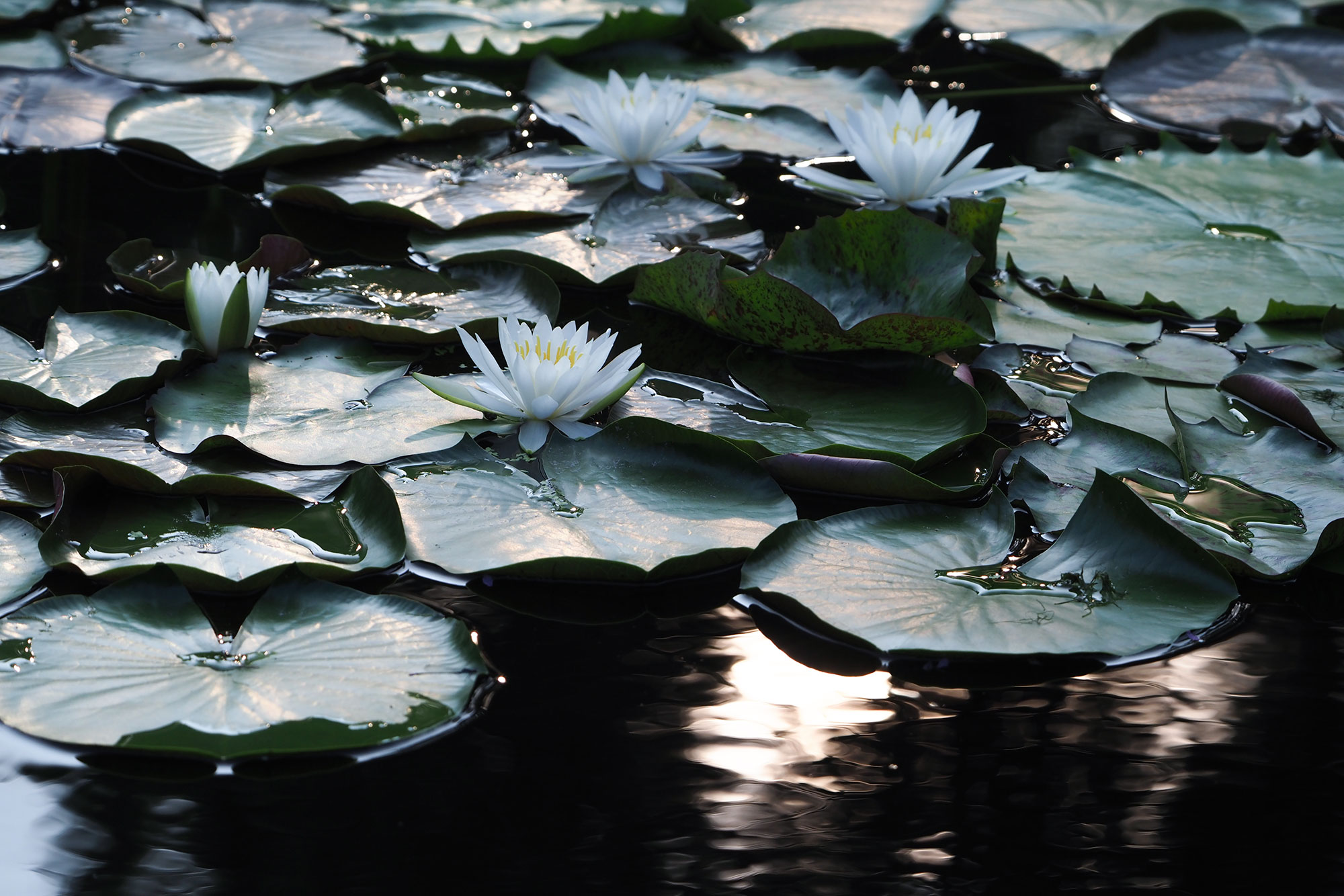 写真：早朝の睡蓮