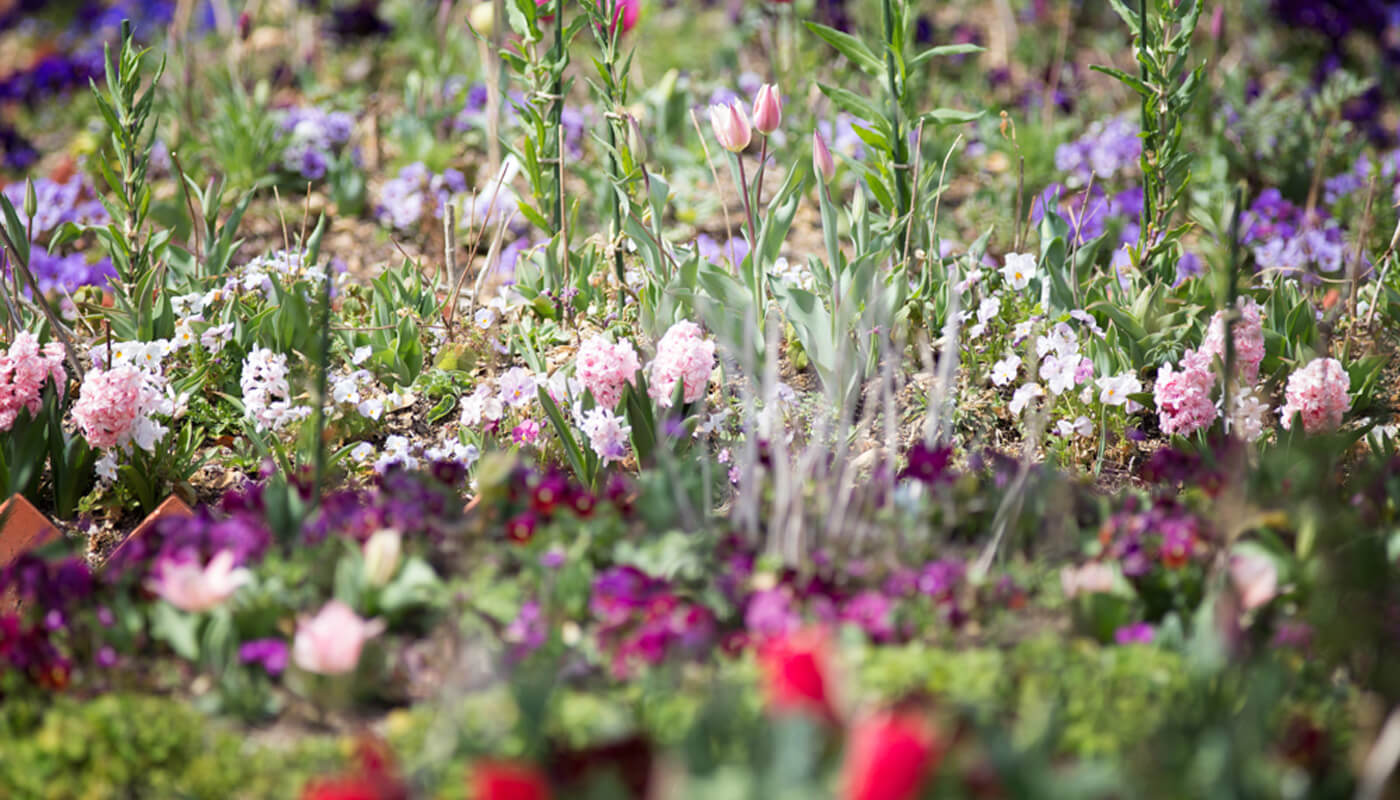 見ごろの花の外観