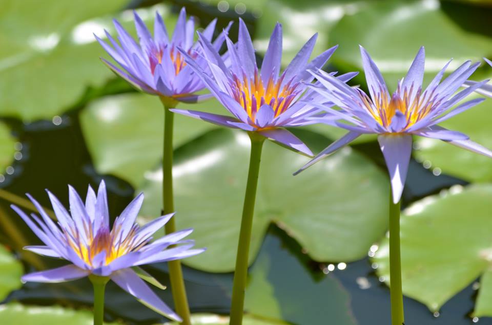 見ごろの花8月 北川村 モネの庭 マルモッタン