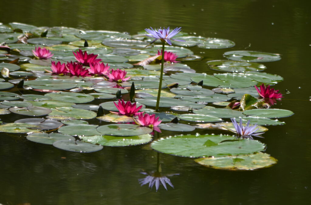 見ごろの花6月 北川村 モネの庭 マルモッタン