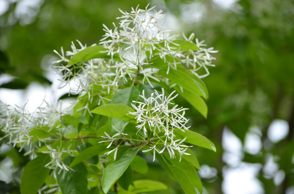 白いリボンのようなお花